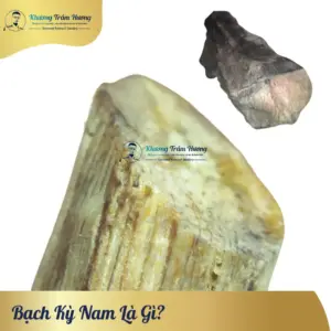 Bạch Kỳ Nam