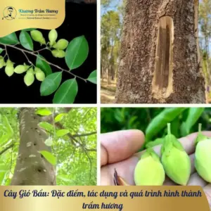 Cây Gió Bầu: Đặc điểm, tác dụng và quá trình hình thành trầm hương