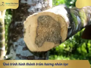 Quá trình hình thành trầm hương nhân tạo