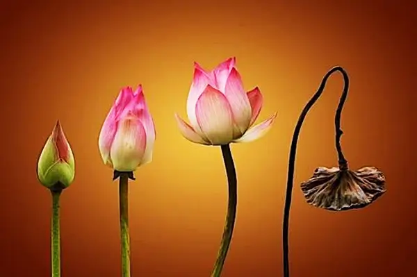 Sinh – Lão – Bệnh – Tử